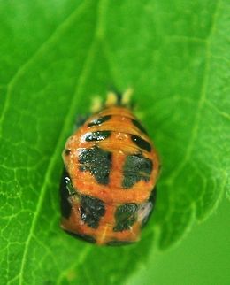 Ladybug Pupa In this stage of the Ladybug life cycle (Pupa), the larvae is morphing into its end state: an adult Ladybug. Bugs,Harmonia axyridis,Insects,Ladybug