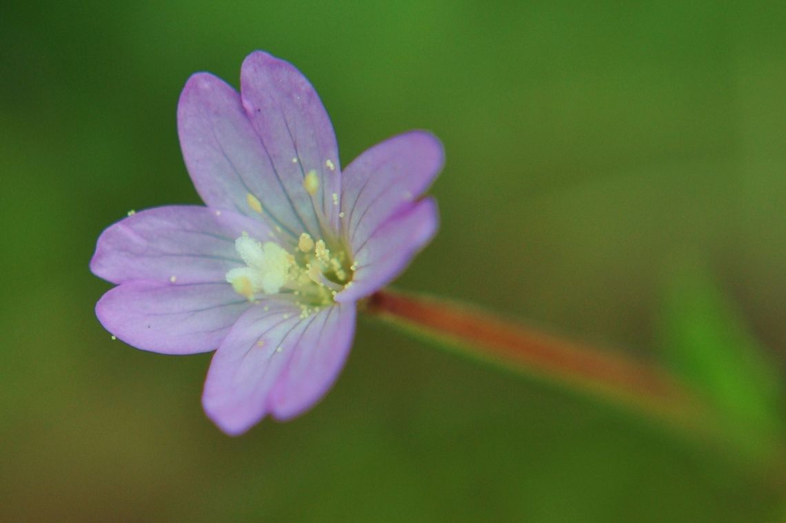 Purple flower with white core closeup Macro view of a beautiful purple flower with white core. Flowers