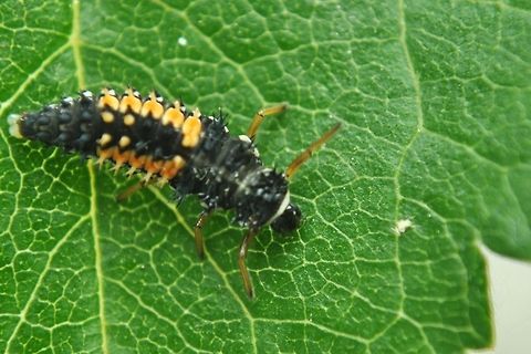 Ladybug Larva The second stage of a ladybug (after being an egg) is the Larvae stage.  Bugs,Harmonia axyridis,Insects,Ladybug,Larvae
