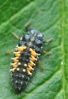 Ladybug Larva Ladybug in its second stage of life, as a larvae. Bugs,Harmonia axyridis,Insects,Larvae,ladybug