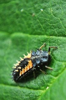 Ladybug Larva Ladybug as a larvae, black body with orange sections. Bugs,Harmonia axyridis,Insects,Larvae,ladybug