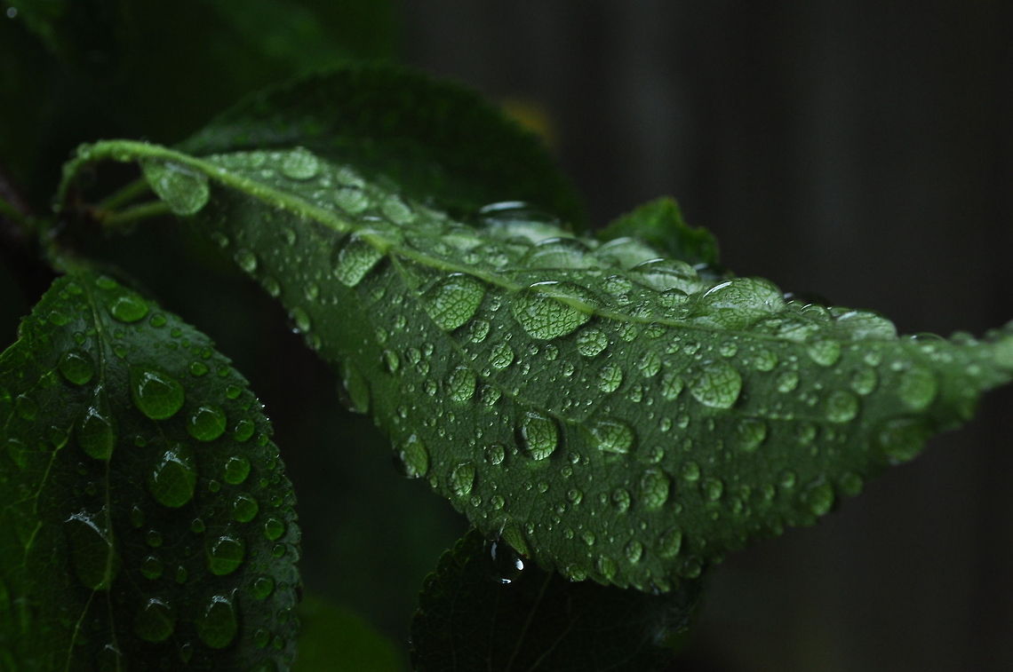 Wet Leaf After the rain Closeup,Leaf,Plants,Raindrops,droplets