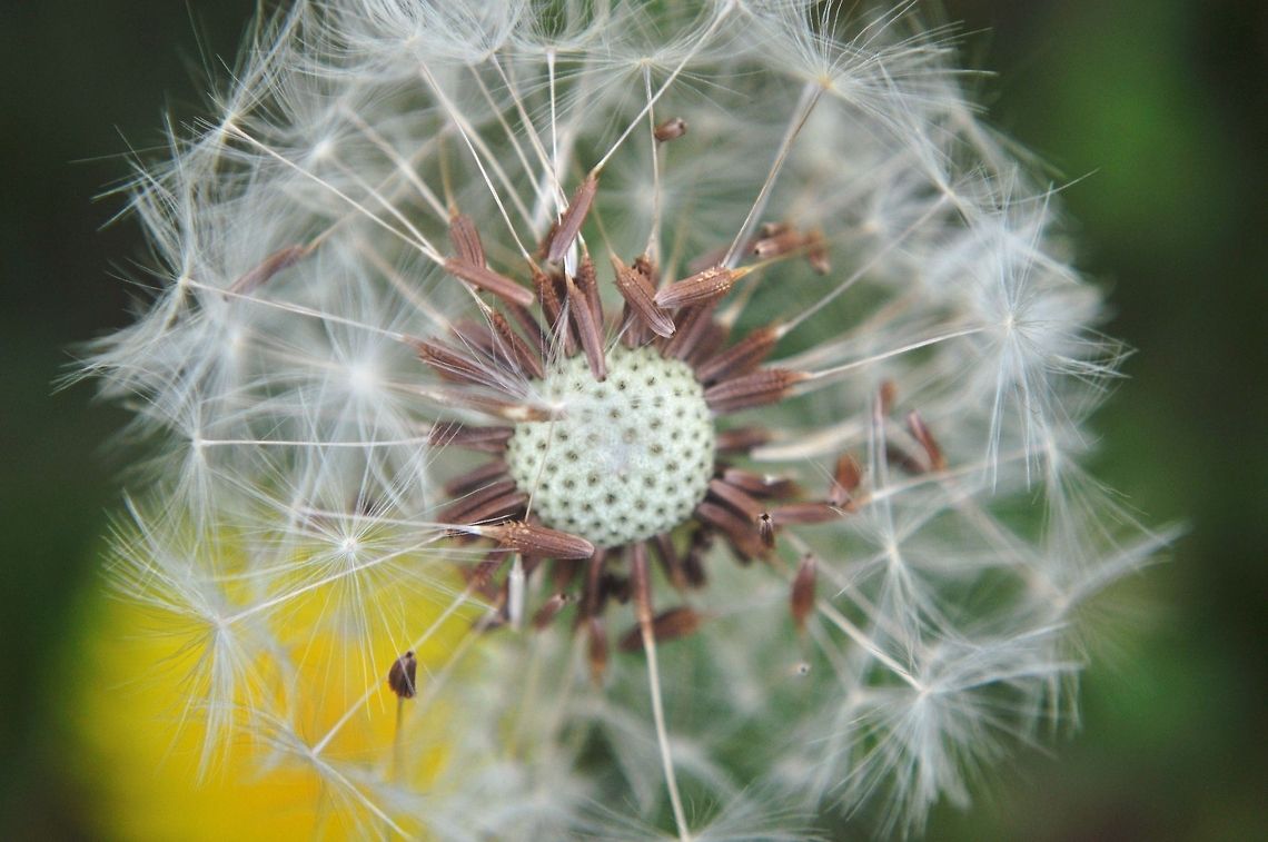 Dandelion Closeup of a dandelion flower seed head. Dandelion,Taraxacum officinale