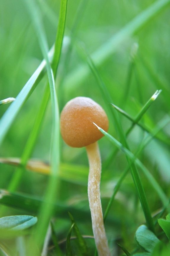 Baby Mushroom Very small, yet long and thin mushroom in the grass. mushroom