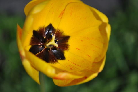 Inside a Tulip Closeup of the inside of a Yellow Tulip. Tulip