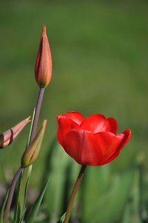 Red Tulip and Buds Portrait view of a Red Tulip and bloom. Tulip,bud