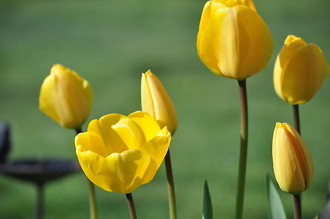 Yellow Tulips Group of bright Yellow Tulips. varying in size and bloom. tulip