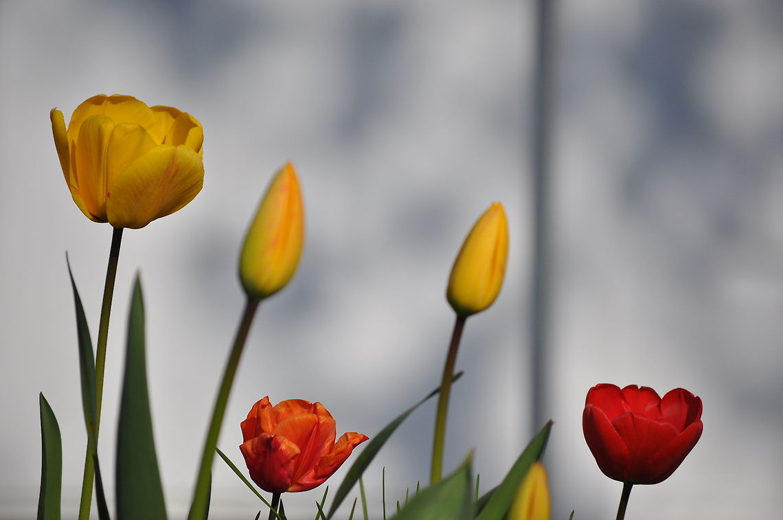 Red and Yellow Tulips Colorful mix of both Red and Yellow Tulips. tulip