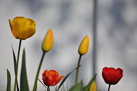 Red and Yellow Tulips Colorful mix of both Red and Yellow Tulips. tulip