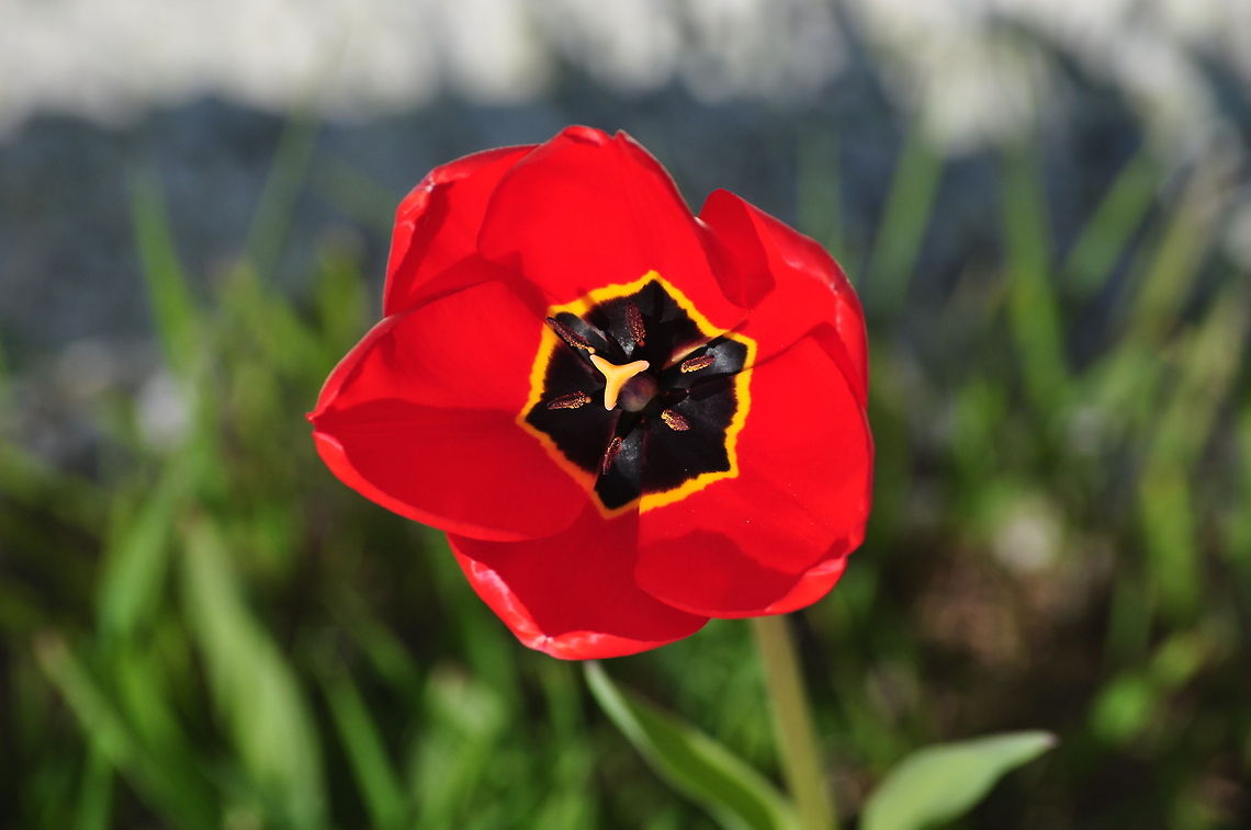 Red Tulip Closeup of a Red Tulip with black yellow core. Tulip