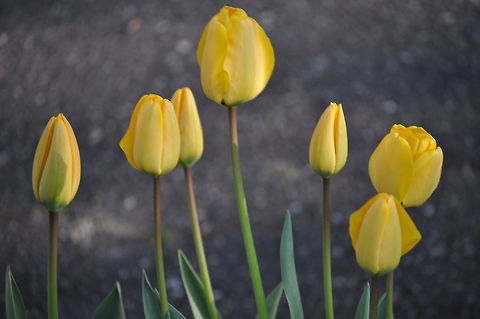 Yellow Tulips Group of Yellow Tulips varying in size. Plants,Tulip