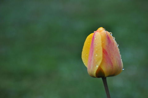 Yellow Red Tulip Yellow Red Tulip closeup. Plants,Tulip