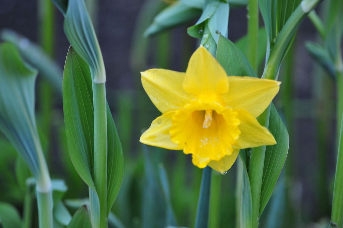 Daffodil Yellow Narcissus in bloom. Narcissus,daffodil