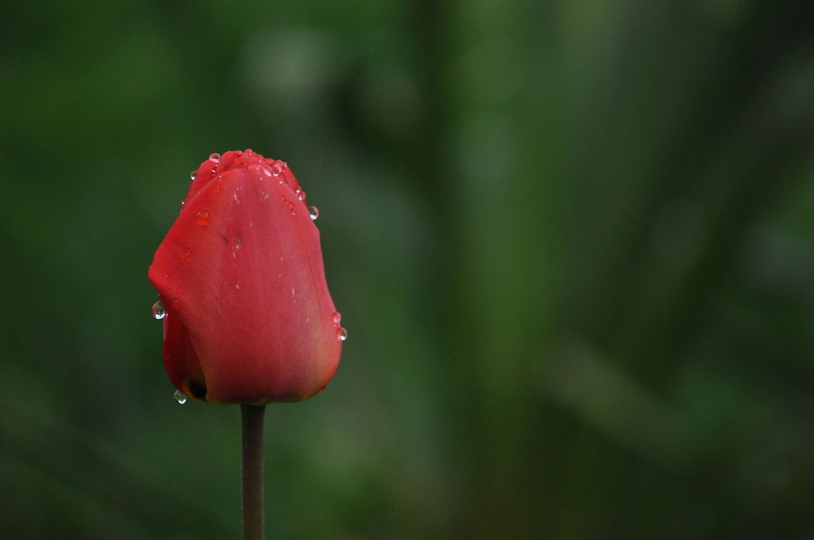 Wet Red Tulip Closeup of a closed wet tulip with dew drops on it. Plants,Tulip