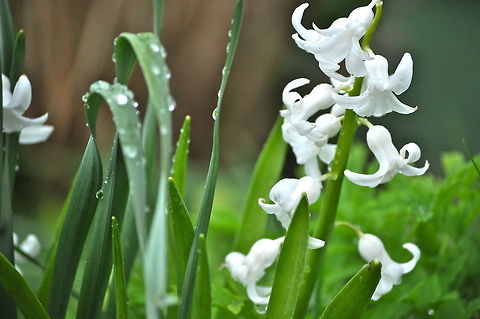 Hyacynth White Hyacynth in bloom. Hyacynth