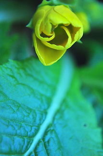 Primrose Yellow Primrose flowering plant. Flora,Flowers,Rose