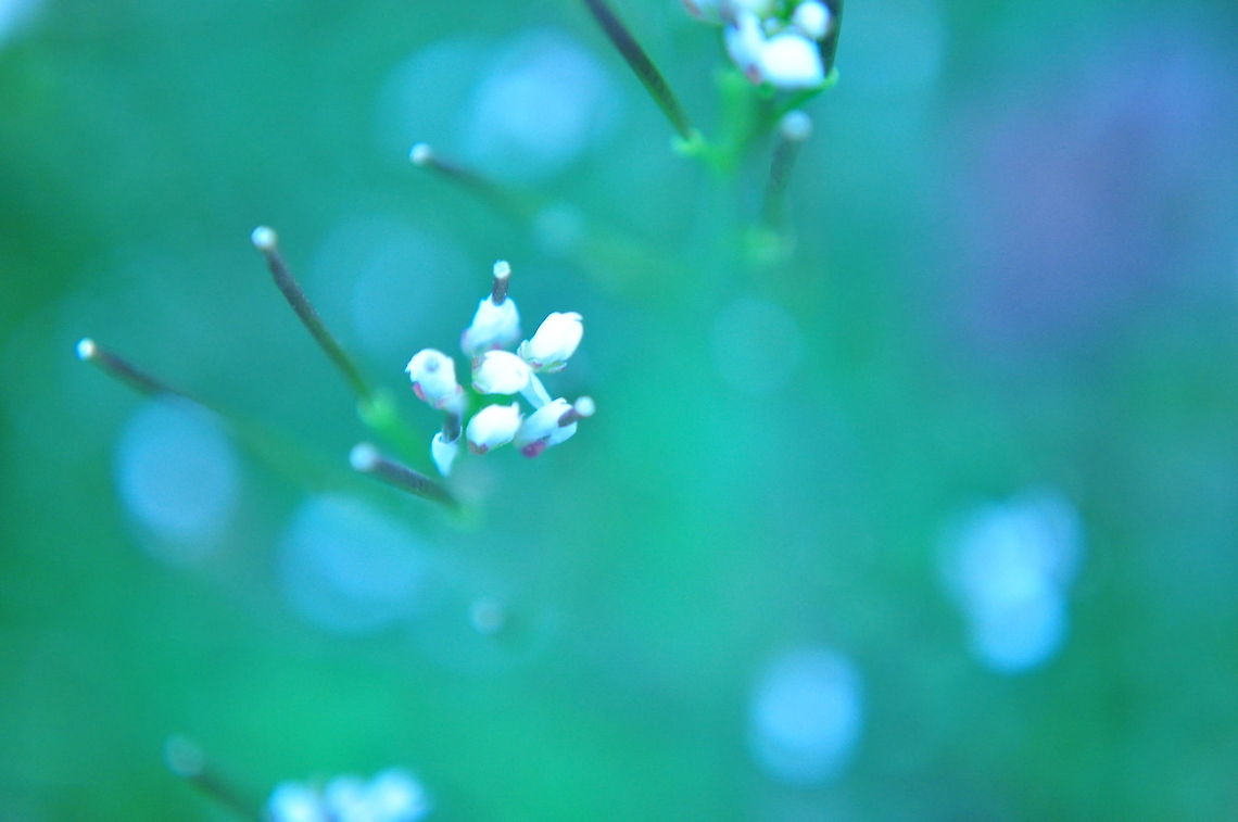 Small White Flowers Abstract closeup photo of small whitw flowers on a blue green background. Flora