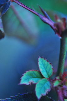 Rose Leaves and Stem Closeup of blue rose leaves. Flora,Flowers,Rose