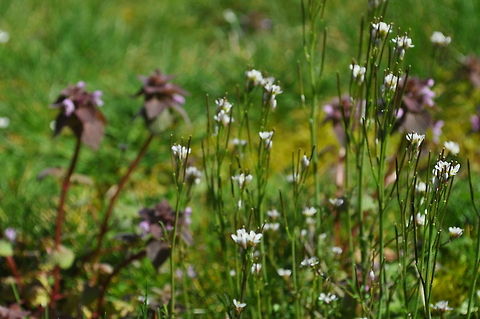 Pretty Weeds White-tipped weeds in a green field. Flora,Weed