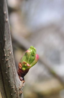 Teeth-like tree buds New twigs, branches and leaves will emerge from this teeth-like tree bud. Flora