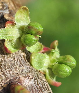 Tree Buds New branches and leaves being born. Flora