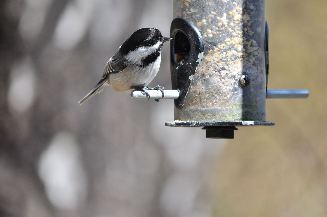 Black-capped Chikadee Chikadee finds food put there by humans. Birds,Black-capped Chickadee,Poecile atricapillus