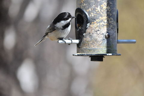 Black-capped Chikadee Chikadee finds food put there by humans. Birds,Black-capped Chickadee,Poecile atricapillus