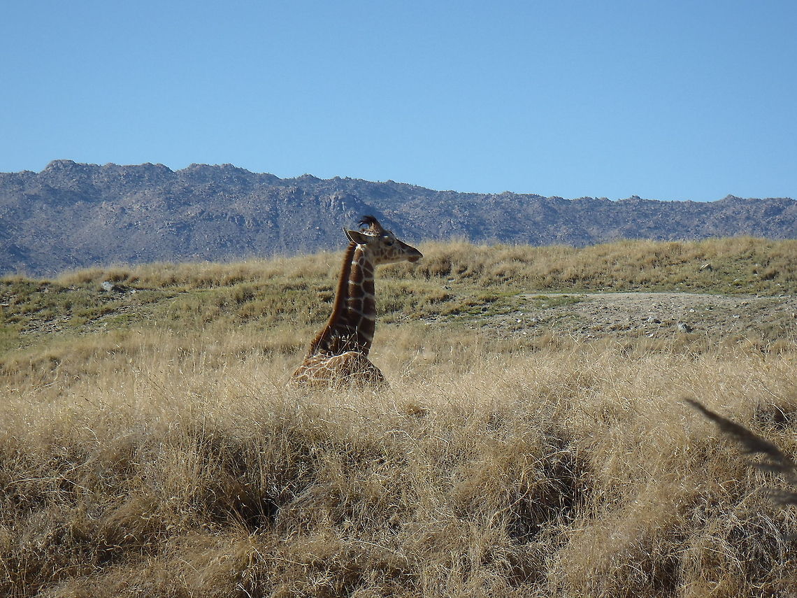 Giraffe Baby Giraffe<br />
Palm Springs, CA Giraffa camelopardalis,Giraffe