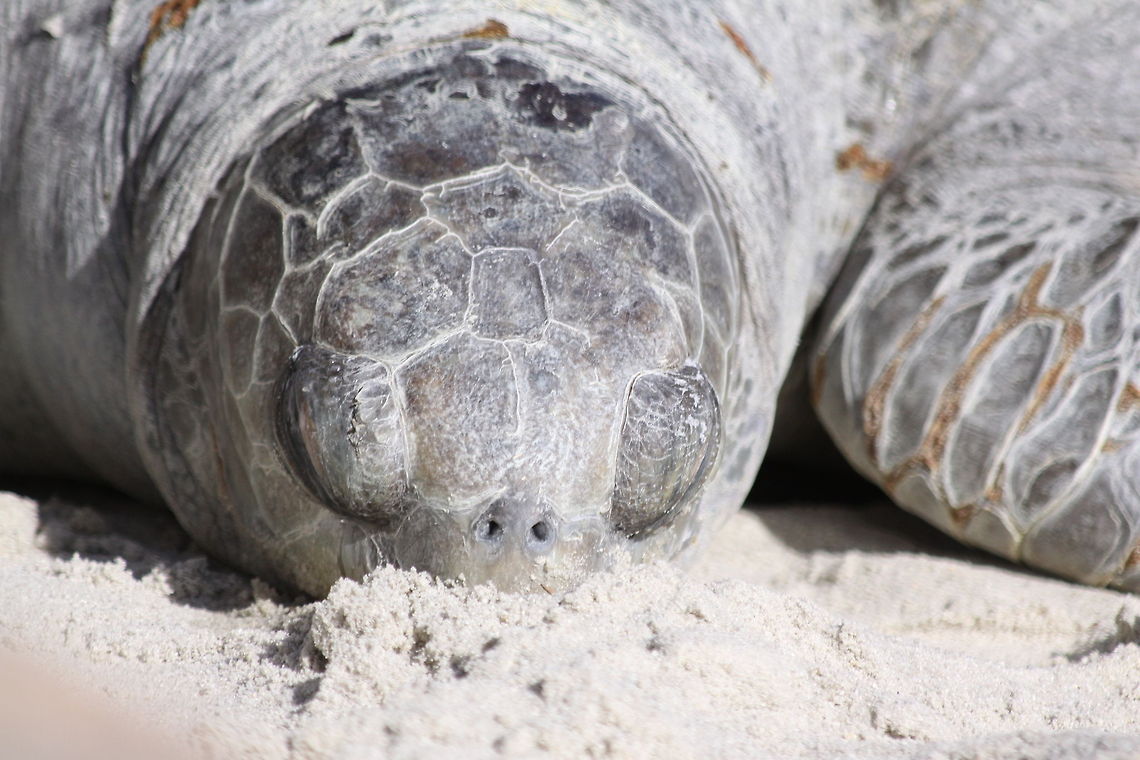 Turtle Nap Close Up<br />
Turtle<br />
San Diego, CA