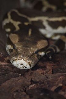 Face to Face with a Snake Close Up
Snake
San Diego, CA