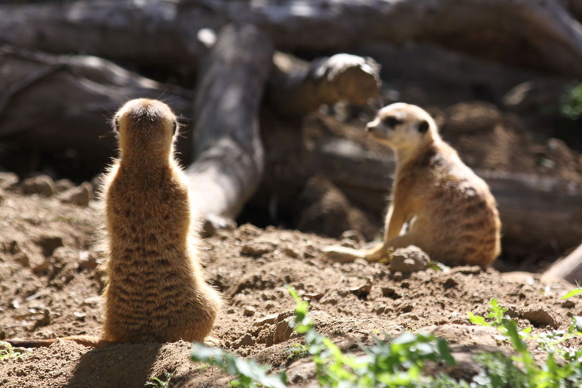 Two meerkats enjoying the sun  Meerkat,Suricata suricatta