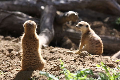 Two meerkats enjoying the sun  Meerkat,Suricata suricatta