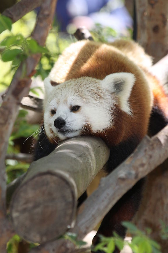 Red Panda Red Panda<br />
San Diego, CA Ailurus fulgens,Red panda