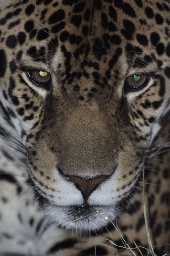 Jaguar  Jaguar,Panthera onca,close-up