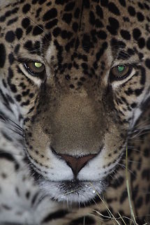 Jaguar  Jaguar,Panthera onca,close-up