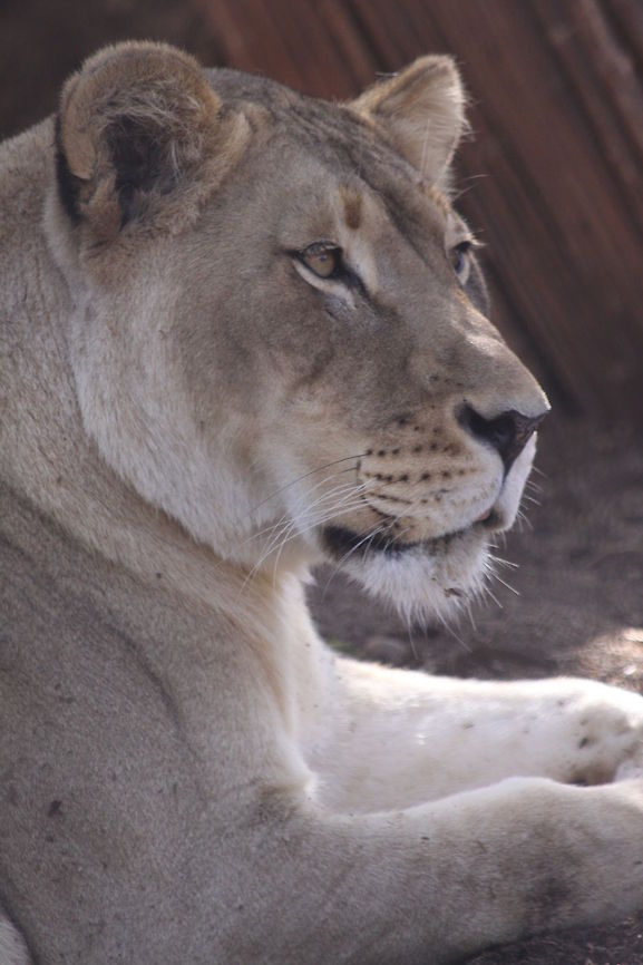 Lion portrait Lion Lion,Panthera leo