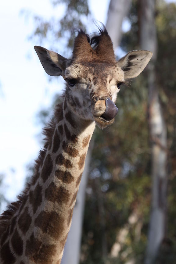 Giraffe Tounge Giraffe Giraffa camelopardalis,Giraffe