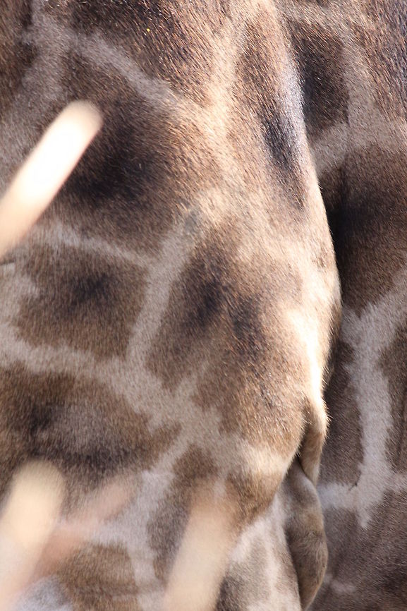 Giraffe Skin Giraffe Print<br />
Close Up Giraffa camelopardalis,Giraffe