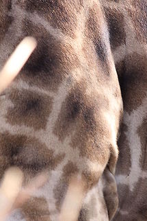 Giraffe Skin Giraffe Print
Close Up Giraffa camelopardalis,Giraffe