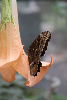 Blue Morpho Common Morpho butterfly (Morpho peleides) resting on a Brugmansia flower. Morpho peleides,Peleides Blue Morpho