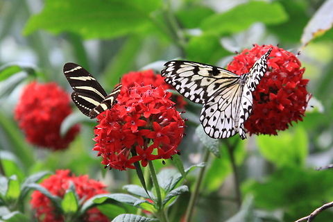 Butterflies and Flowers Zebra longwing (Heliconius charithonia) left and Tree Nymph (Idea leuconoe) right feeding on Star Flower (Pentas lanceolata). Flowers,Idea leuconoe,Paper Kite,butterflies