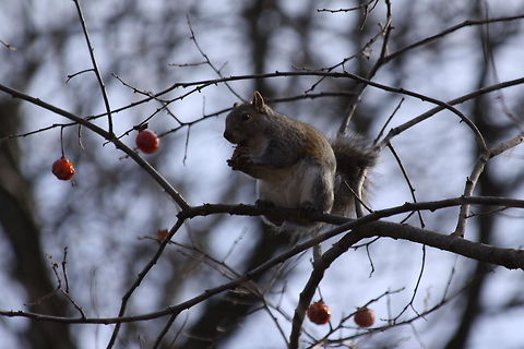 Squirrel  Eastern gray squirrel,Sciurus carolinensis,Squirrel,authumn