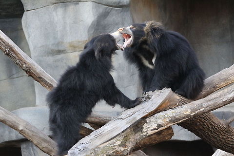 Sloth Bears  Melursus ursinus,Sloth bear