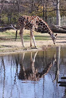 Drinking Giraffe  Drinking,Giraffa camelopardalis,Giraffe,Lake,Reflection