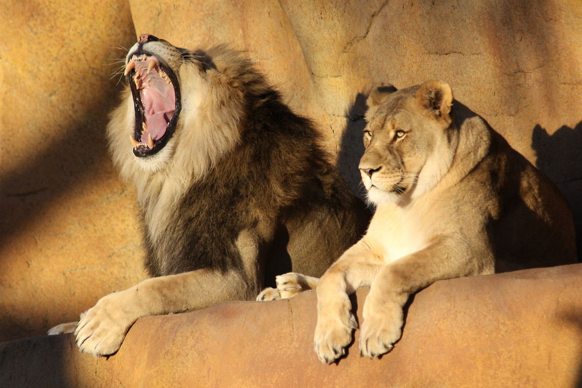 Lions  Lion,Panthera leo,Setting Sun,Yawn