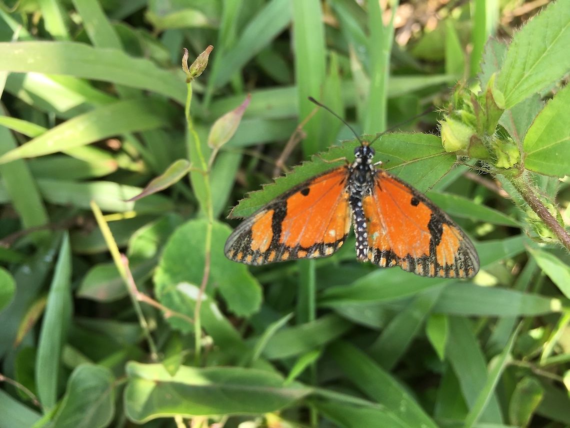 Acraea serena  Acraea serena,Fall,Geotagged,Uganda