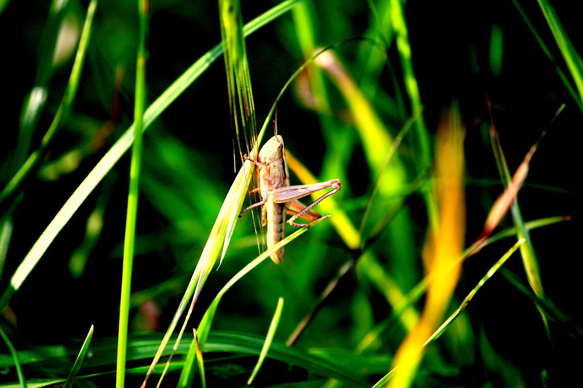 Summer Time Grass Hopper taken in Abbey Wood SE London Chorthippus parallelus,insects,nature,outside,summer