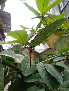 Wandering glider dragonfly, Ahmednagar Maharashtra India  Fall,Geotagged,India,Pantala flavescens,Wandering Glider