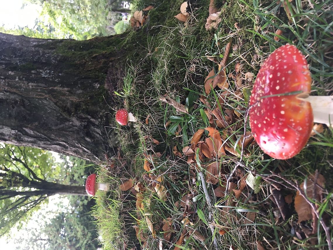 Red readily recognized These hard to miss beauties are popping up everywhere in the rainy fall season of the British Columbia&rsquo;s southern coast.  Pretty, but will give you much gastrointestinal pains if consumed without proper preparation.  Though this mushroom is considered poisonous, it has been consumed for it&rsquo;s psychoactive properties or for food in some places of the world.   Amanita Amanita Muscaria,Amanita muscaria,Basidiomycete,Canada,Fall,Fly Agaric,Fly agaric,Geotagged,Mushroom