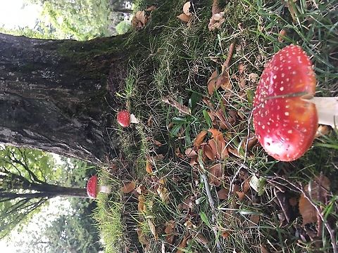 Red readily recognized These hard to miss beauties are popping up everywhere in the rainy fall season of the British Columbia’s southern coast.  Pretty, but will give you much gastrointestinal pains if consumed without proper preparation.  Though this mushroom is considered poisonous, it has been consumed for it’s psychoactive properties or for food in some places of the world.   Amanita Amanita Muscaria,Amanita muscaria,Basidiomycete,Canada,Fall,Fly Agaric,Fly agaric,Geotagged,Mushroom